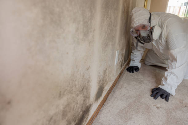 Why You Should Choose Our Mold Remediation Services in Salado, TX